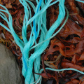Rope, Rock and Seaweed, Ullapool