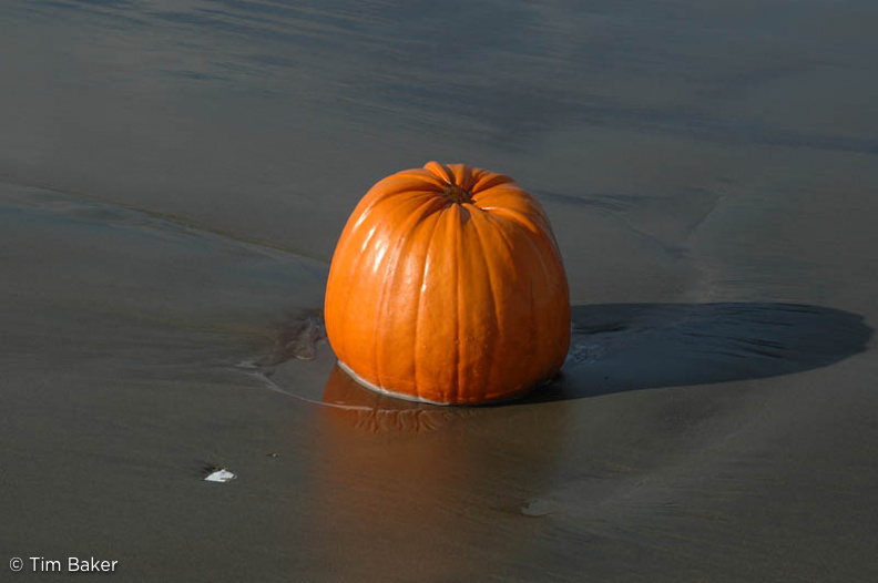 Pumpkin on the Beach?