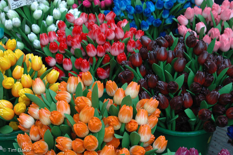 Wooden tulips from Old Amsterdam