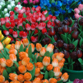 Wooden tulips from Old Amsterdam