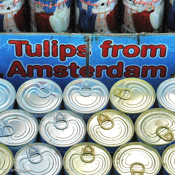Closeup of the WORLD AMAZING TULIPS IN A CAN