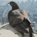 Pigeon, New York