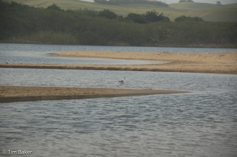 Lagoon, Umhlanga River mouth
