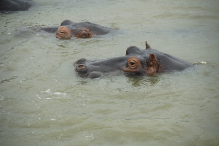 HIPPOS! St Lucia, SA