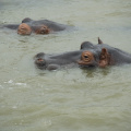HIPPOS! St Lucia, SA