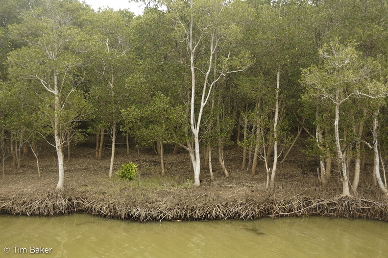 Mangroves, St Lucia