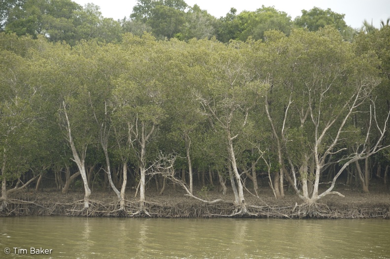 Mangroves, St Lucia