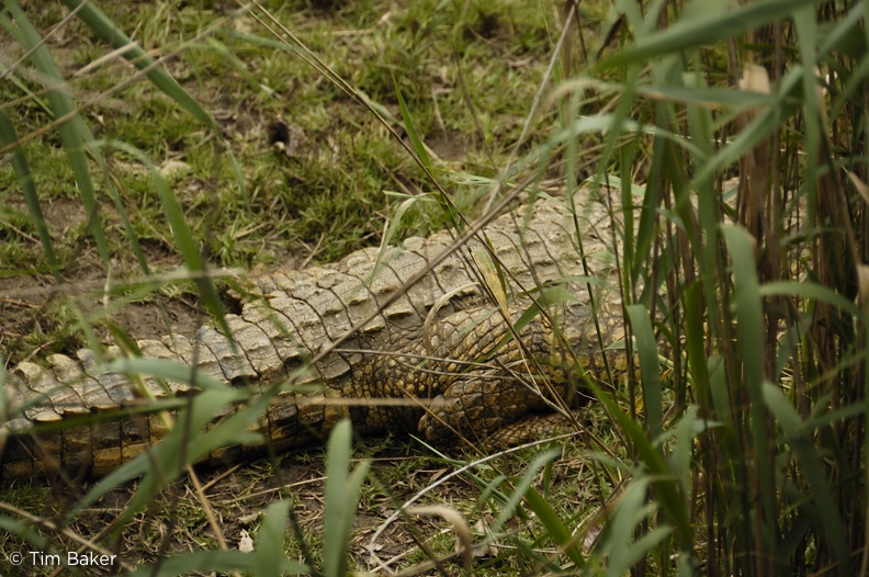 Crocodile,  St Lucia