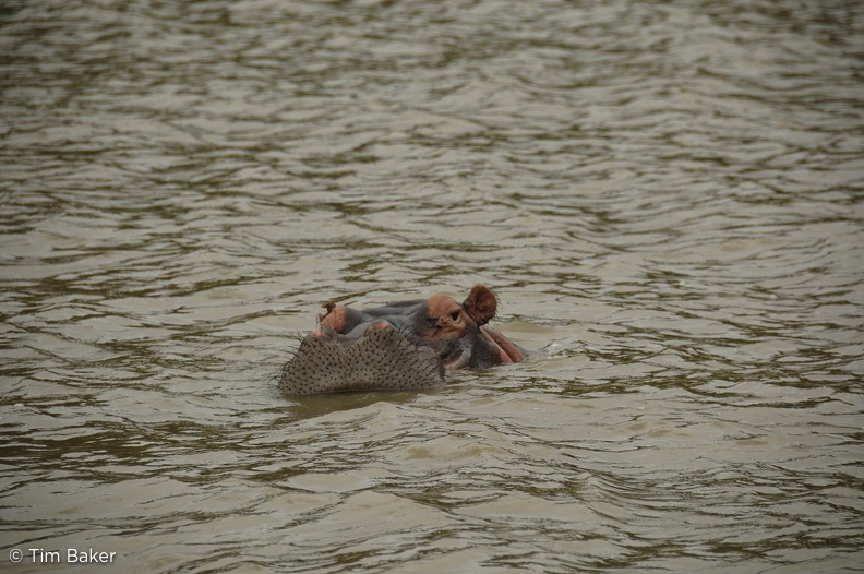 Hippo, St Lucia, SA