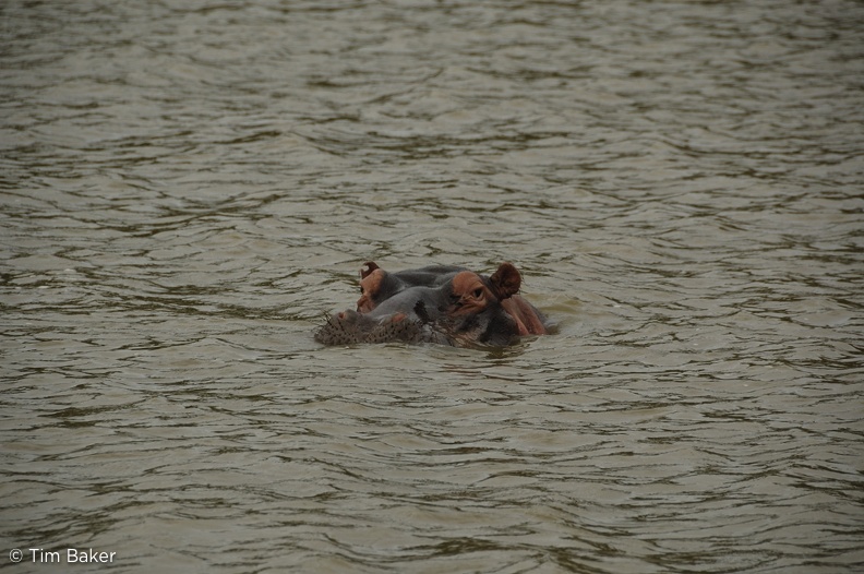 Hippo, St Lucia, SA