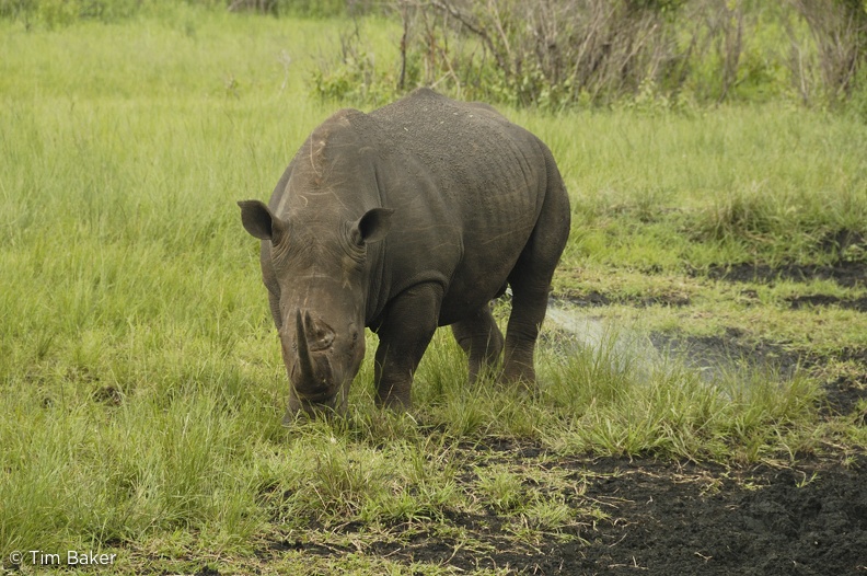 Jet powered Rhino! Hluhluwe Umfolozi Game Reserve, South Africa