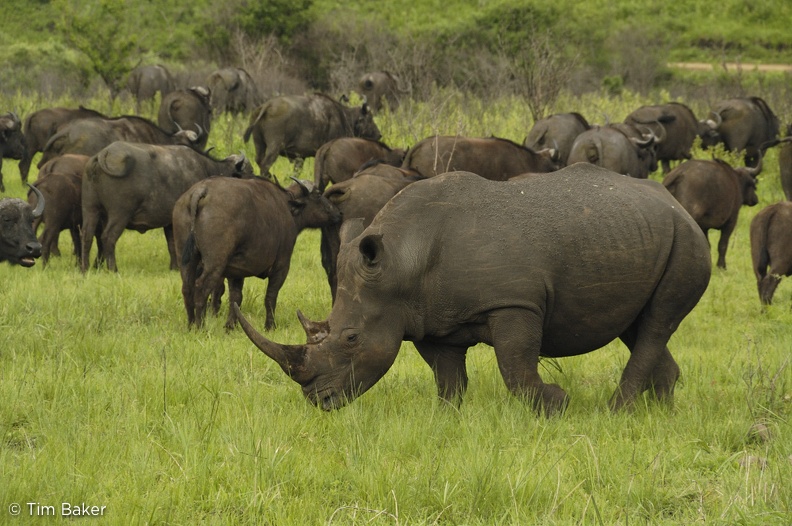 Buffalo and Rhino meet, Hluhluwe Umfolozi Game Reserve, South Africa