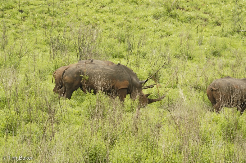 Hluhluwe Umfolozi Game Reserve, South Africa