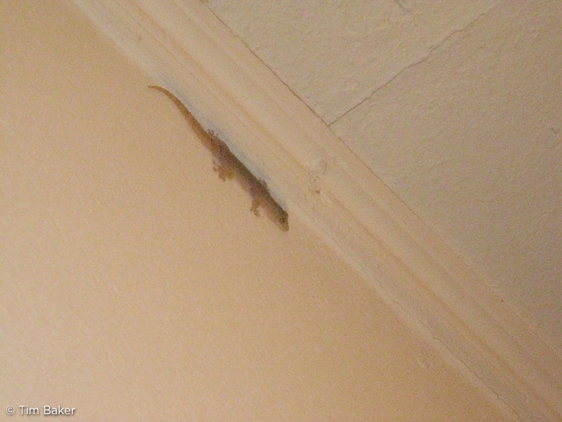 Derek the gecko