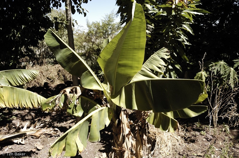 Banana leaves, Ethiopia
