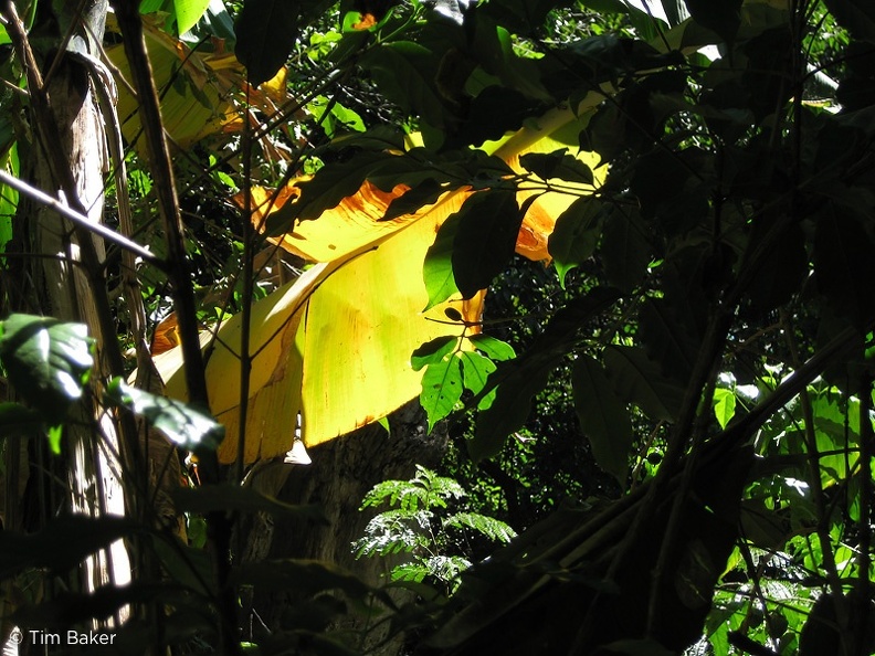Banana leaves, Kebron Gabriel