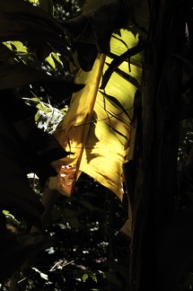 Banana leaves, Ethiopia